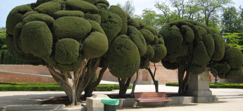 trees in the Parque del Retiro