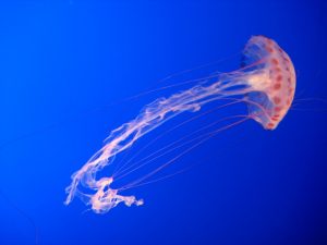 single jellyfish at Monterey Aquarium