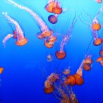 jellyfish at Monterey Aquarium