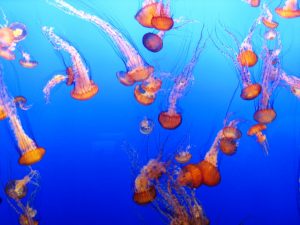 group of orange jellyfish
