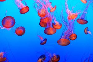 lots of orange jellyfish at Monterey Aquarium