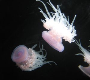 pink and white jellyfish at Monterey Aquarium