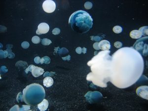 white and black jellyfish at Monterey Aquarium
