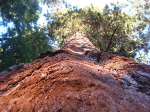 massive trunk of a Giant Sequioa at Mariposa Grove