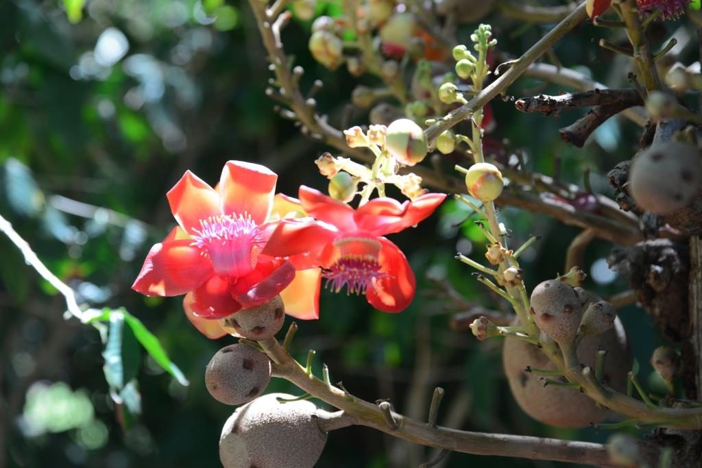 blossom and fruits of the strange baloon tree in Foster Botanical Garden