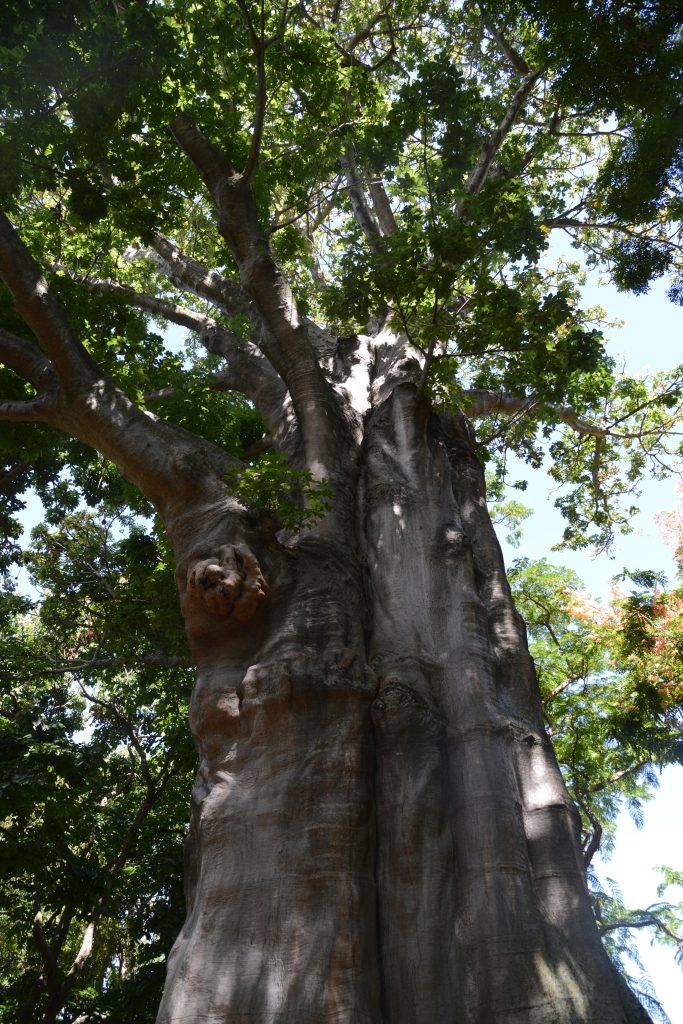 Baobab tree in the Foster Botanical Garden, Honolulu