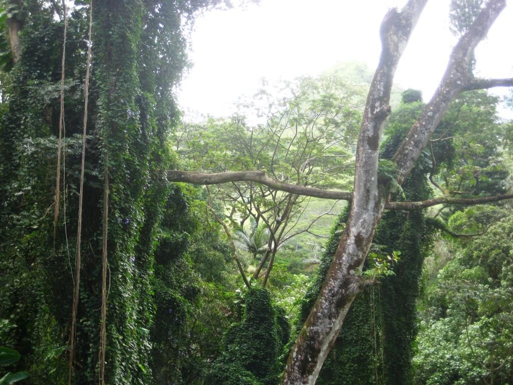 Jungle on Manoa Falls trail, LOST movie setting