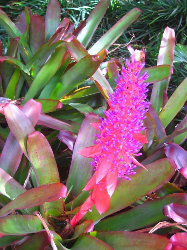 colorful plant in the Lyon Arboretum