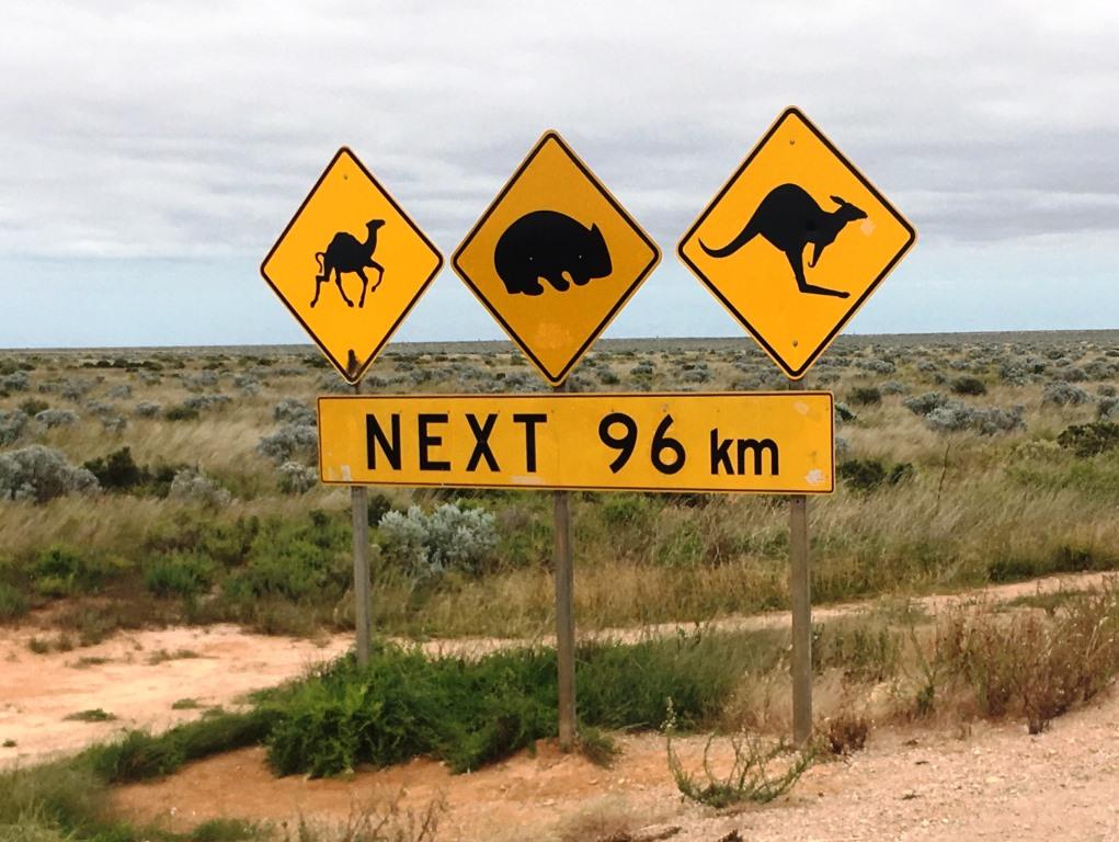 funny street sign on the nullarbor plain road, warning camels wombats kangaroos crossing