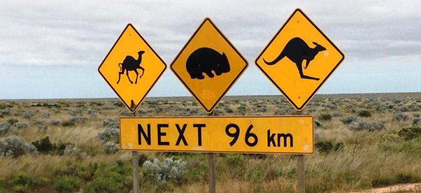 next 96 km camels whombats and Kangaroos
