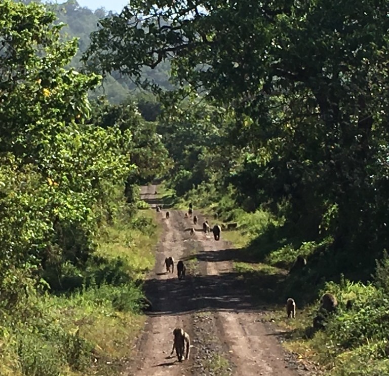 group of Baboons walking on a road