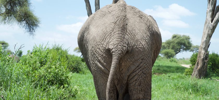 elephant in Tarangire NP