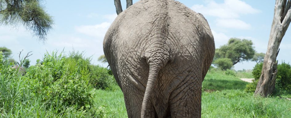 elephant in Tarangire NP