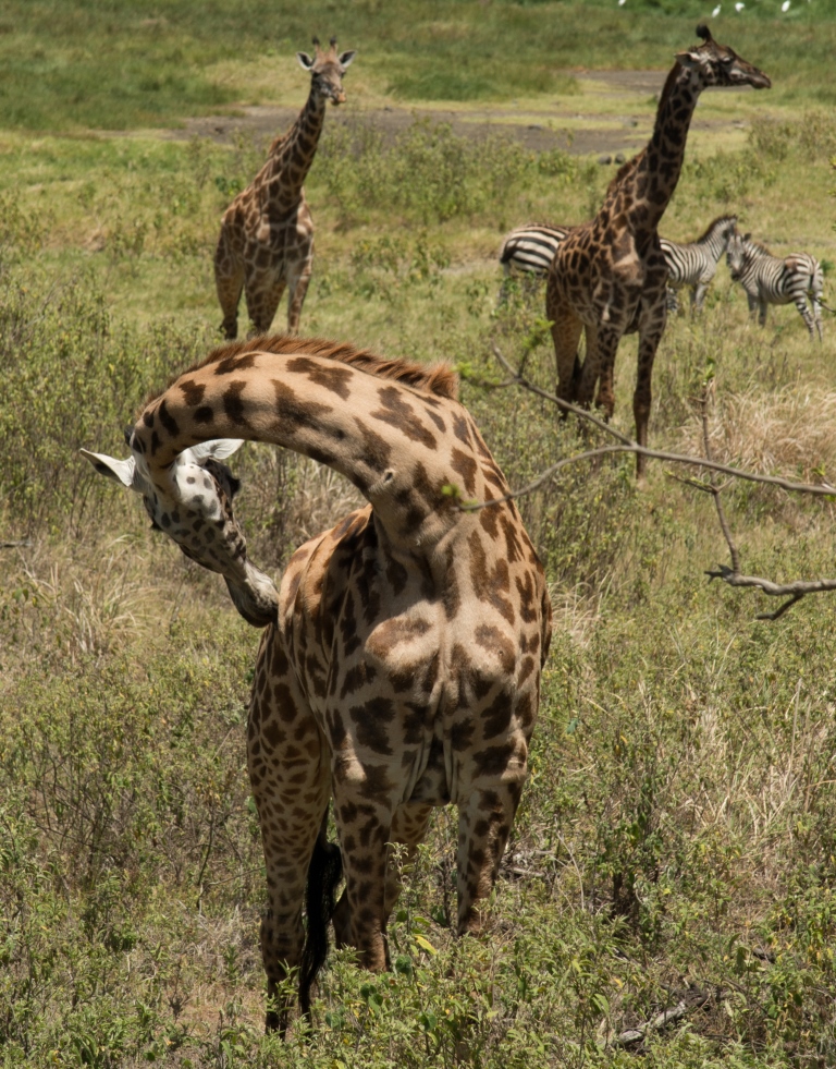 Giraffes at Arusha NP