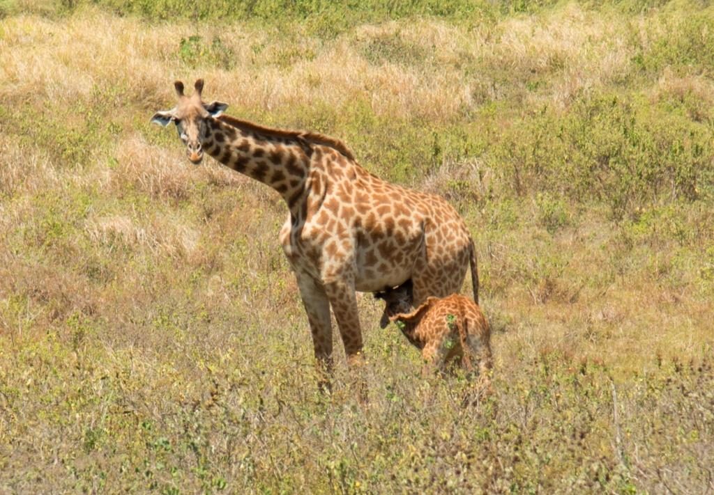 Giraffes, mother anc hild