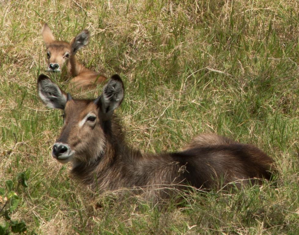 Water buck mother and child