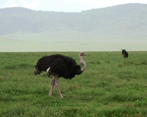 Ostrich at Ngorongoro