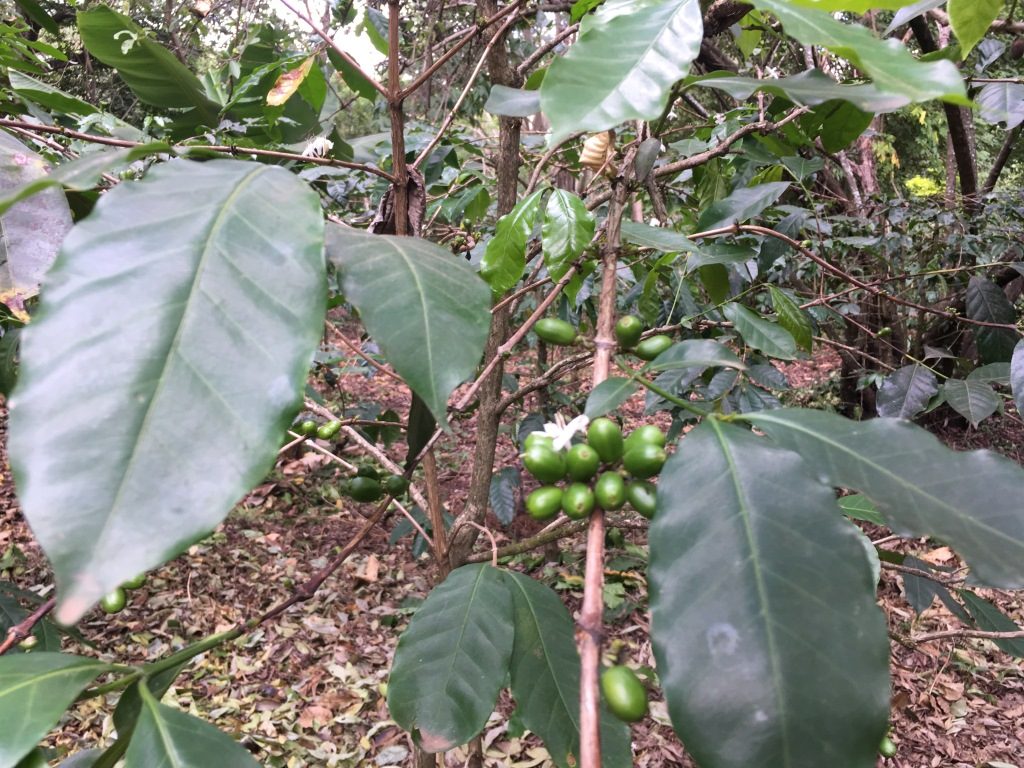 coffee plant with white flowers
