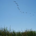 cranes at lake Manyarane