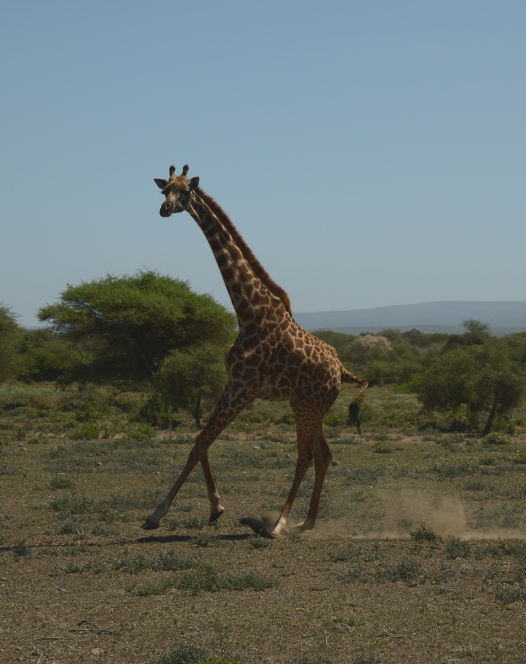 running giraffe