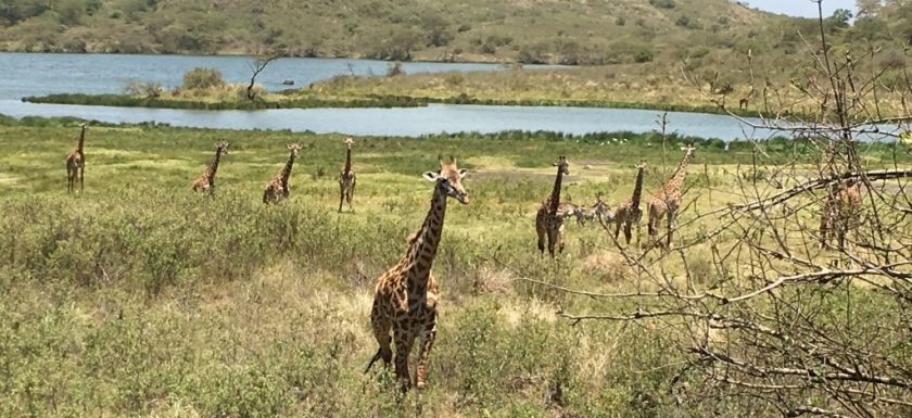 momella lake and meadow with giraffes