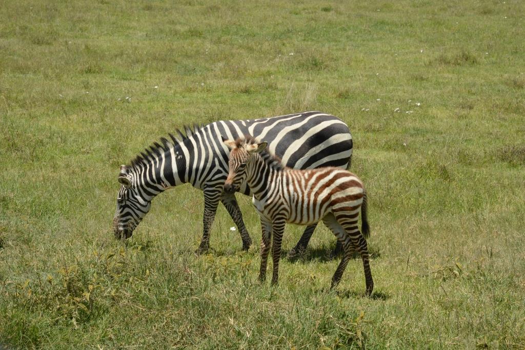 Zebras at Ngorongoro