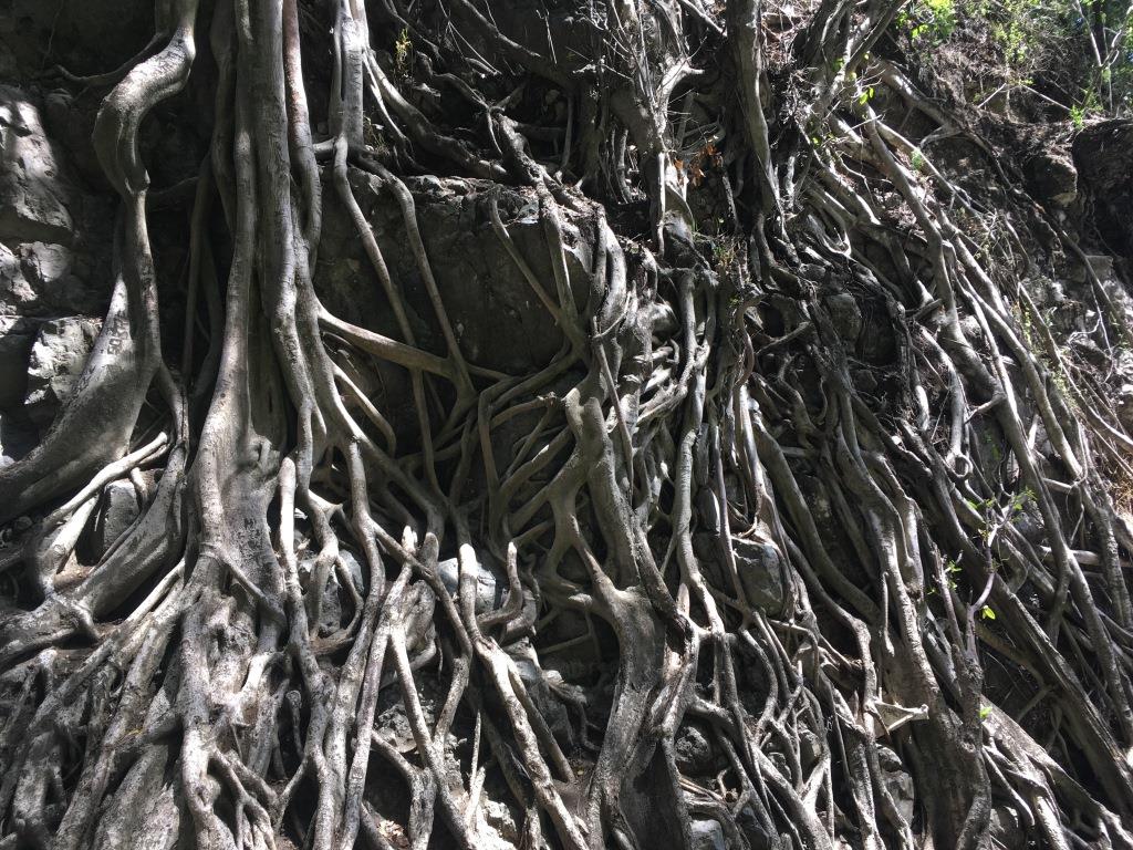 fig roots
