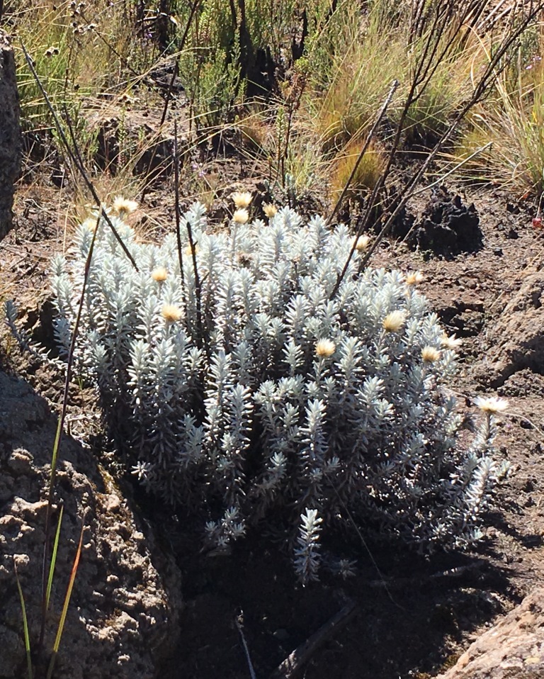 plant at Kilimanjaro