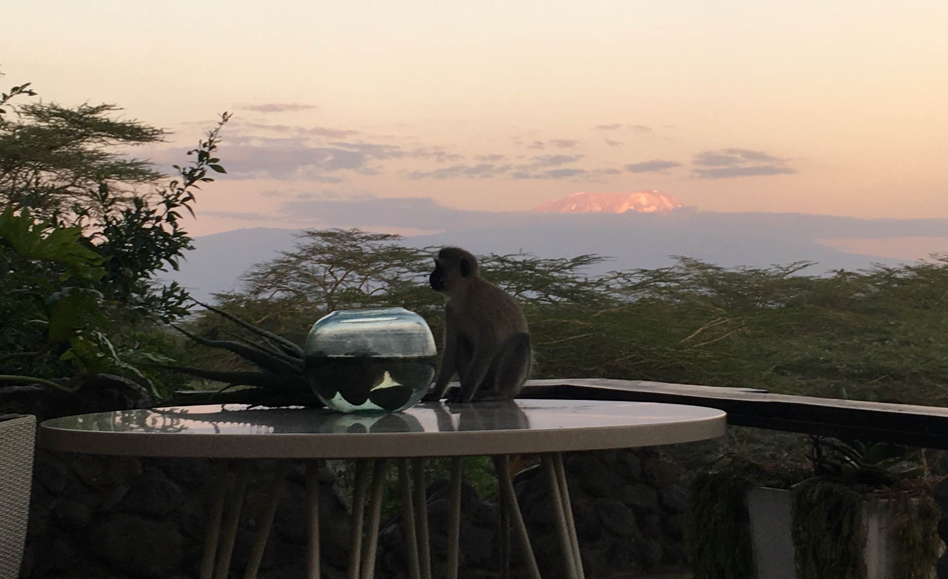 monkey at Hatari terrace 