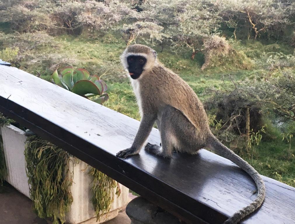 velvet monkey at terrace