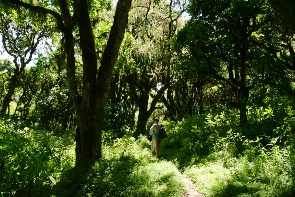 Jungle in Arusha NP
