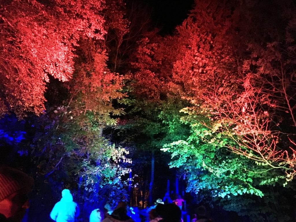 illuminated trees