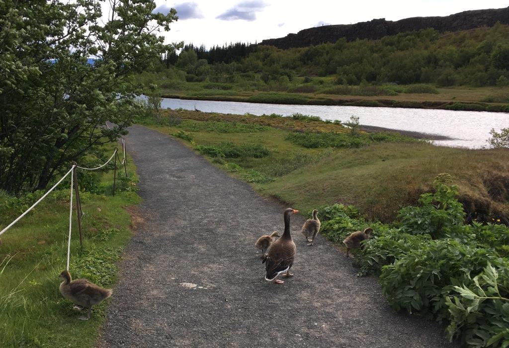 Ducks at Thingvellir